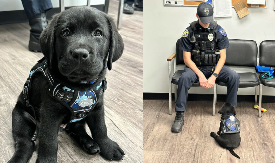 Adorable Lab puppy starts duty as police department’s first-ever comfort dog