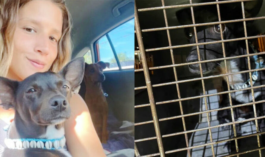 Update: Dog missing in world’s busiest airport for 3 weeks finally found safe