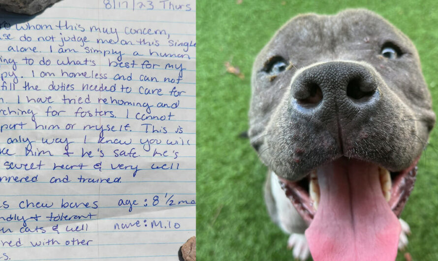 Shelter finds dog abandoned with heartbreaking note — they write a reply to the owner