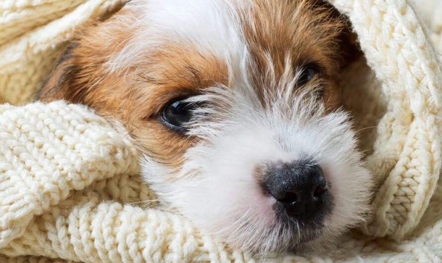 93-year-old woman spends her time crafting dog beds for shelter animals — thank you