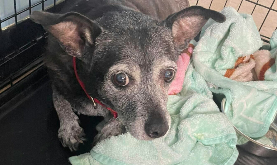 Woman abandons sweet senior dog outside on hottest day of the year