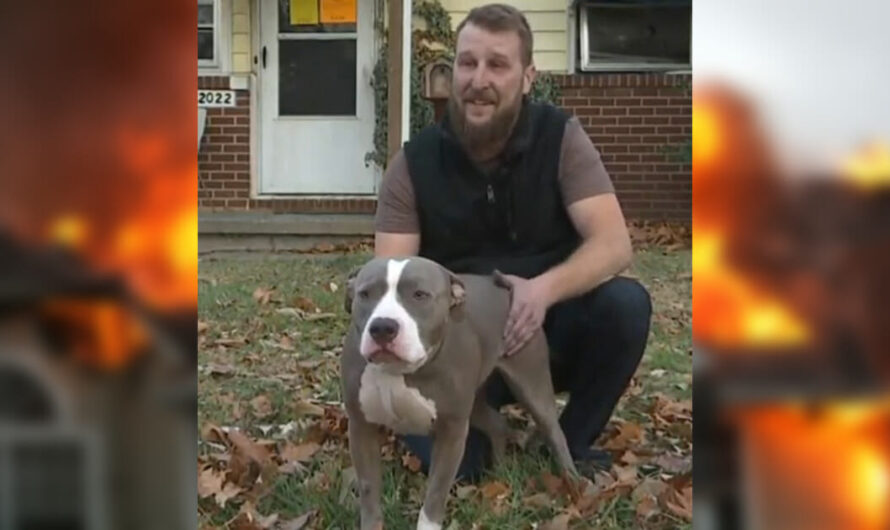 Dog saves owner’s life by waking him up during fire: ‘I wouldn’t have woke up’