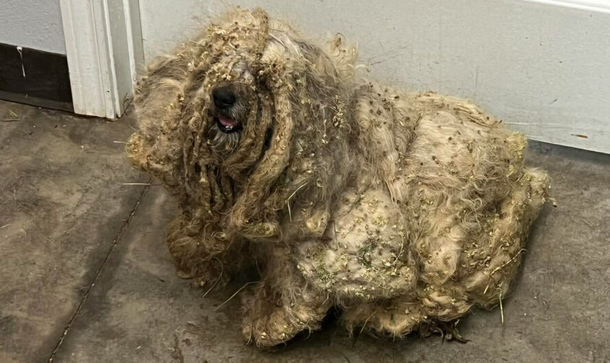 Shelter rescues neglected dog covered in three pounds of matted fur — he looks completely different after makeover