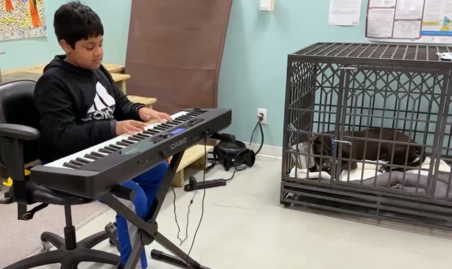 Fifth grader helps soothe shelter dogs by playing relaxing piano for them