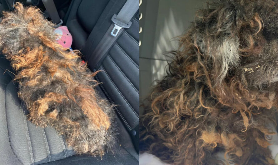 Rescue takes in severely matted dog who looks like a wig — today she’s unrecognizable