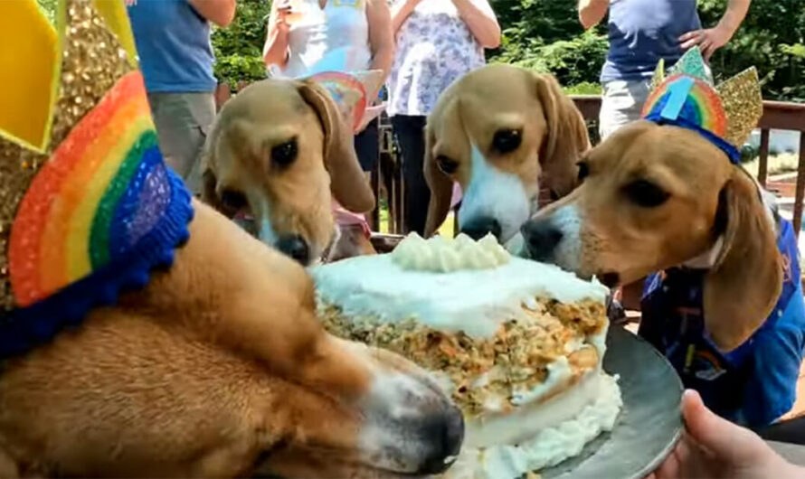 Beagles rescued from Envigo testing facility last year reunite for birthday party