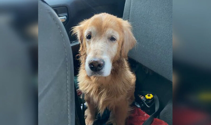 14-year-old dog was heartbroken after being surrendered to shelter — but now she’s getting a new start