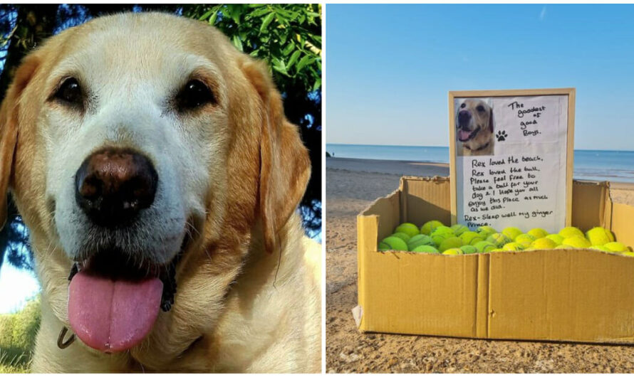 Grieving dog owner sets up free tennis ball stand in honor of “goodest of good dogs”