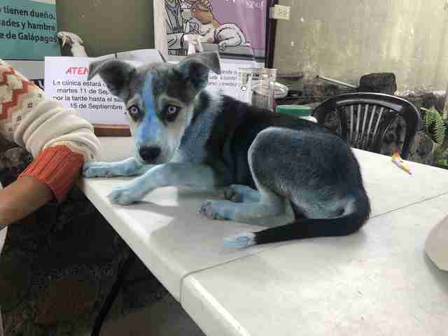 Husky puppy covered in blue paint