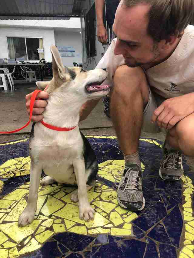 Husky puppy smiling at vet