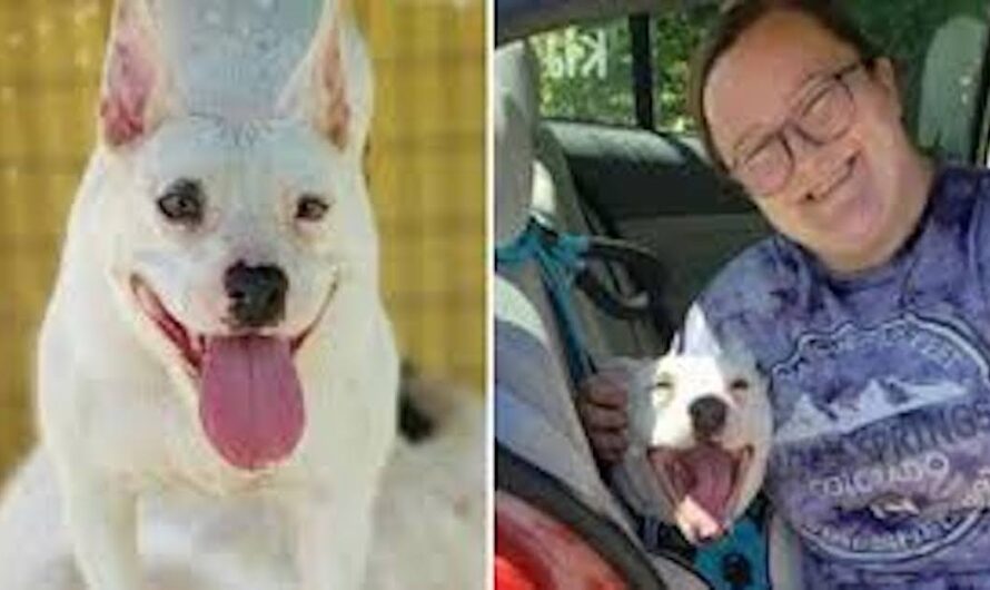 Senior pit bull finally gets adopted after 10 years in shelter