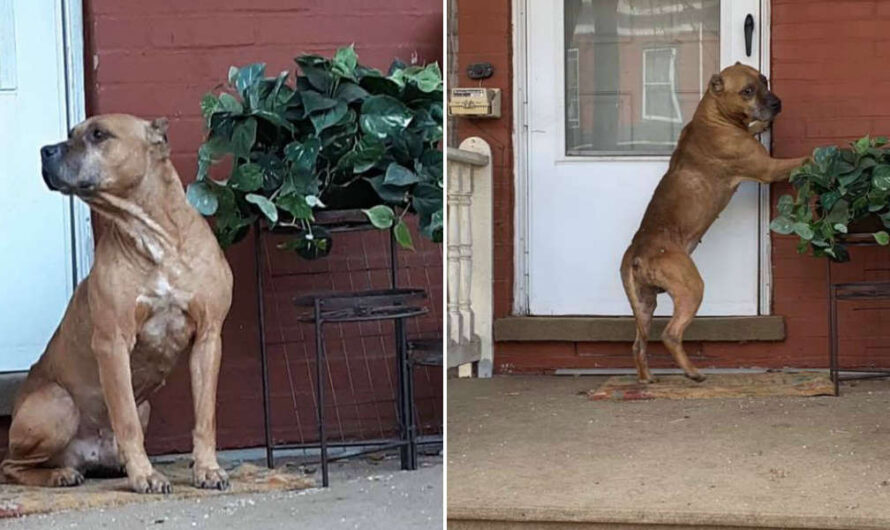 Abandoned dog waits on porch for weeks after family moves away and leaves him behind