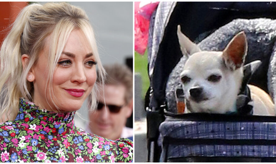 Kaley Cuoco mourns beloved dog Dump Truck: Chihuahua helped her through ‘some of the hardest moments’