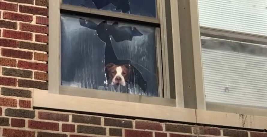 Stray Pit Bull Found In Abandoned School Eager To Greet Rescuers