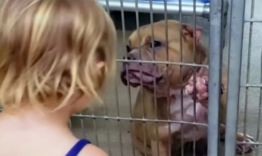 Caring 2-year-old goes to dog shelter and chooses sick, shy pit bull in need of love