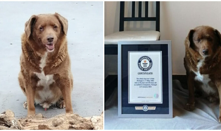 30-year-old dog named Bobi sets world record as the oldest dog ever