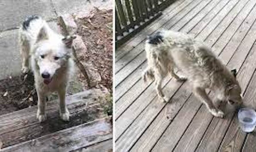 Scared puppy appears on porch – then a woman sees a black spot on her butt and acts immediately