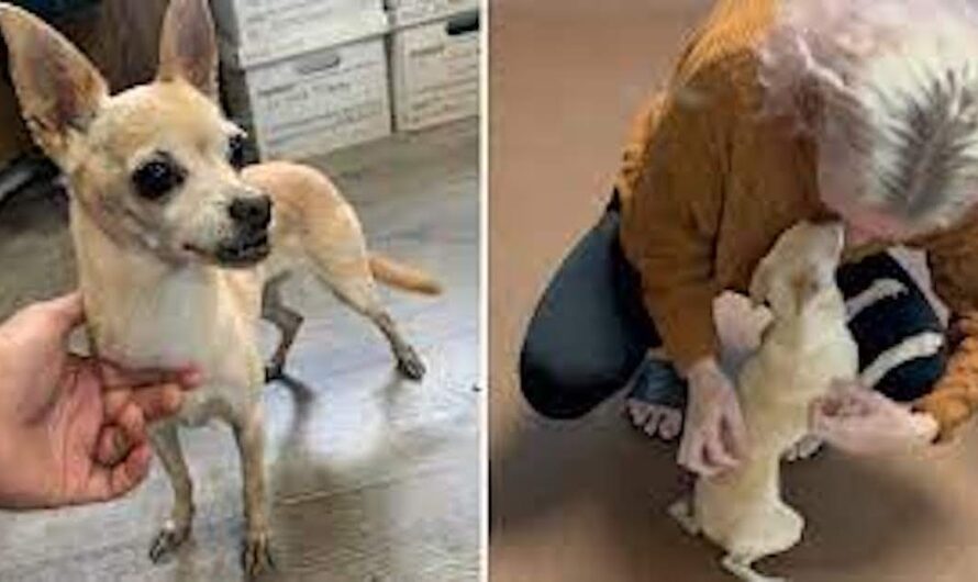 Woman reunites with her dog two years after being told she was dead