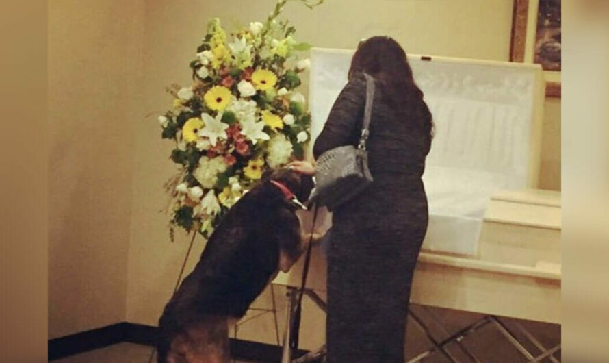 Family tense up instant dog looks into owners casket to make shattering revelation