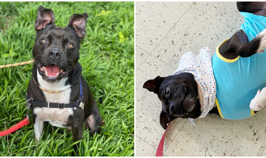 Dog who spent 1,000 days in shelter gets heartwarming goodbye party after finally being adopted