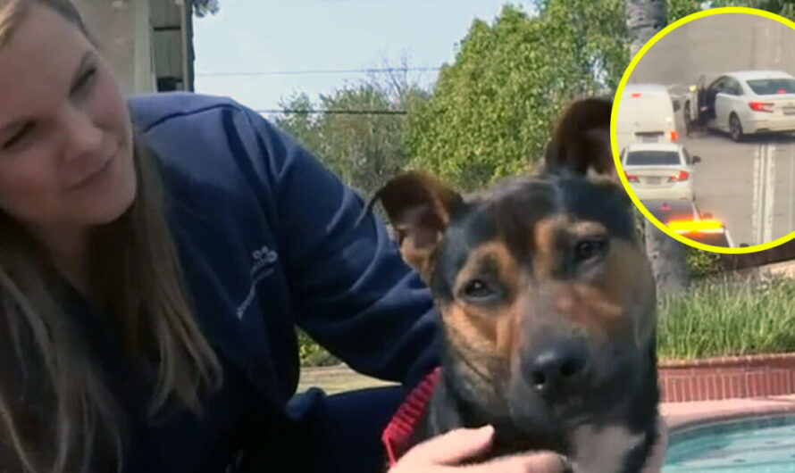 Nurse stops to rescue dog running down freeway: ‘lucky to be alive’