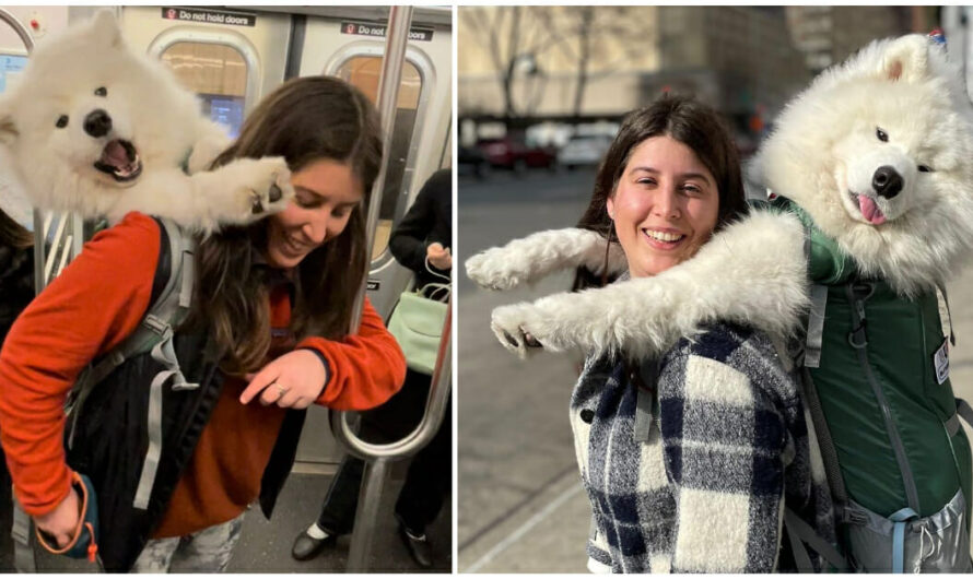 Woman carries her big, 52-pound dog in backpack to get around NYC subway rule