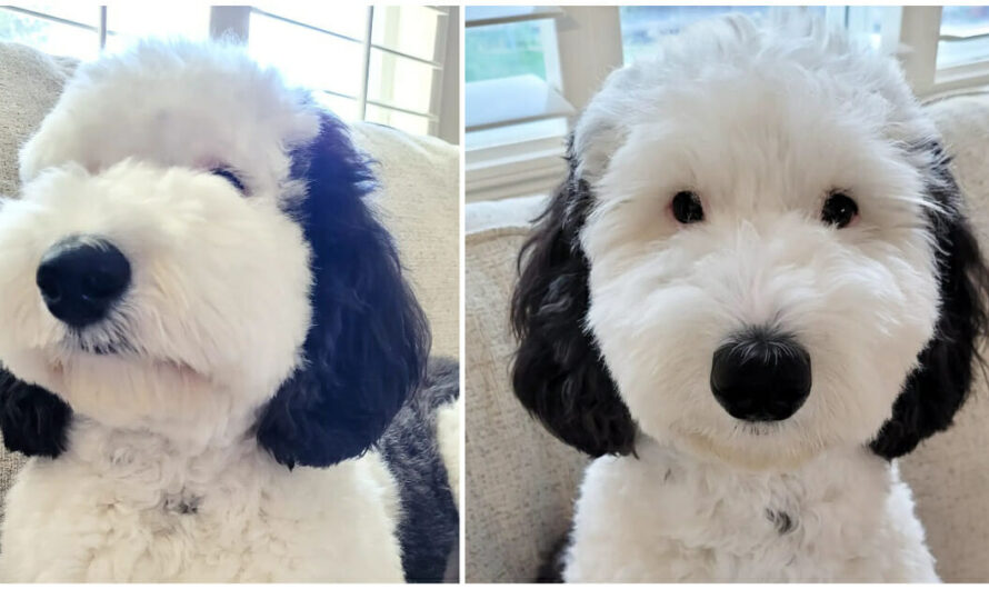 Snoopy in real life: dog named Bayley is the cartoon dog’s identical twin