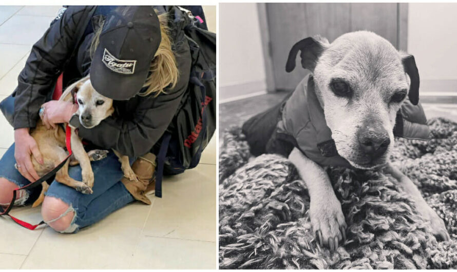 Nugget, dog who reunited with owner after 7 years missing, has died — rest in peace