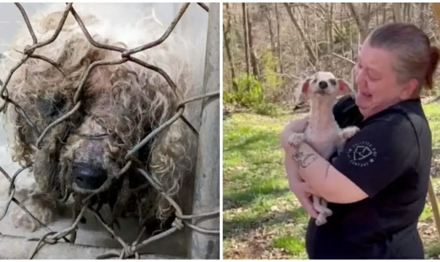 18-year-old dog finally returns home after being missing for 3 years