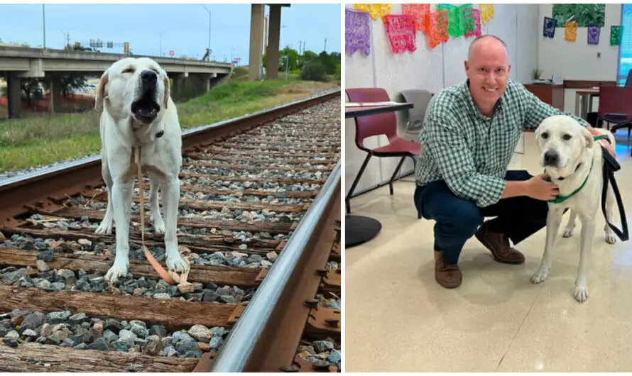 Dog rescued just in time after being nailed to railroad track, finds a new home