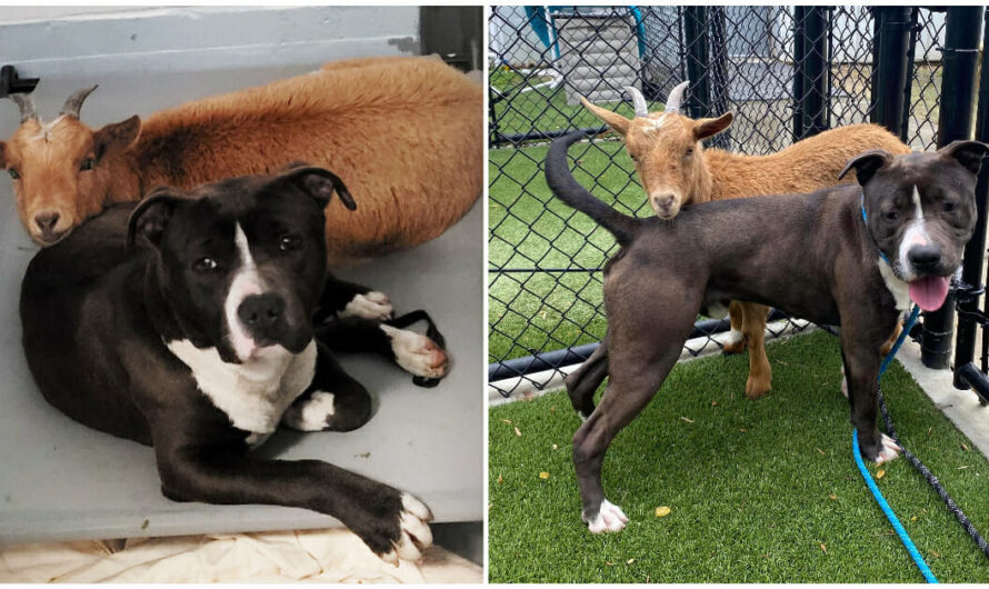 Shelter dog and goat form an unlikely close friendship, find a home together