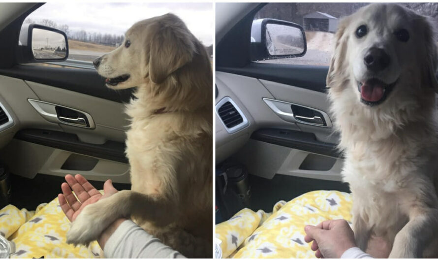 Grateful dog holds his foster mom’s during ‘freedom ride’ away from shelter