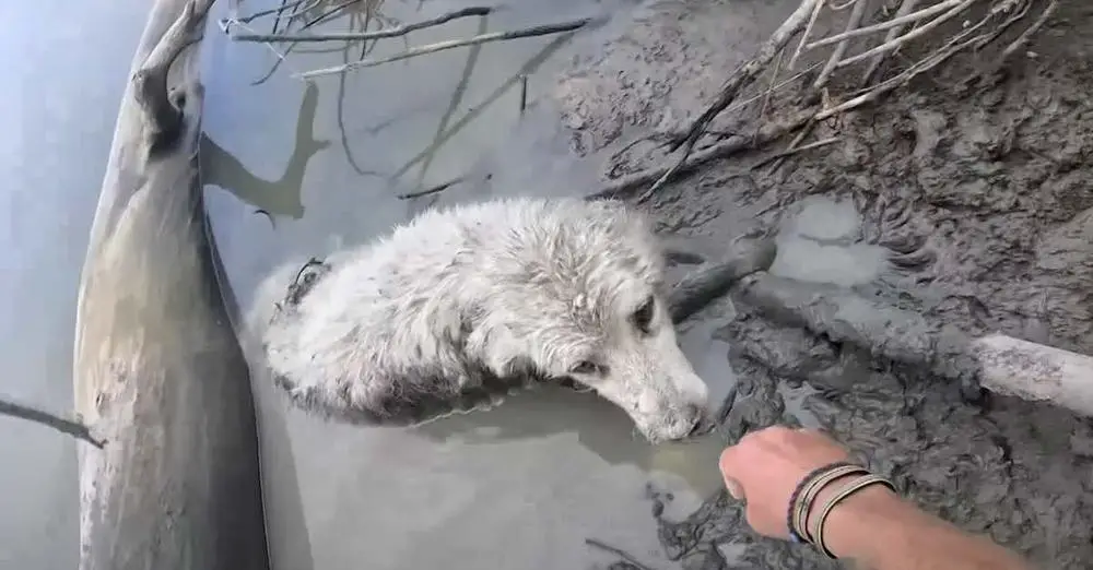 New Zealand Adventurer Canoeing Across Canada Saves Life Of Dog In River