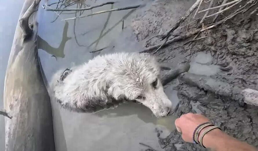 New Zealand Adventurer Canoeing Across Canada Saves Life Of Dog In River