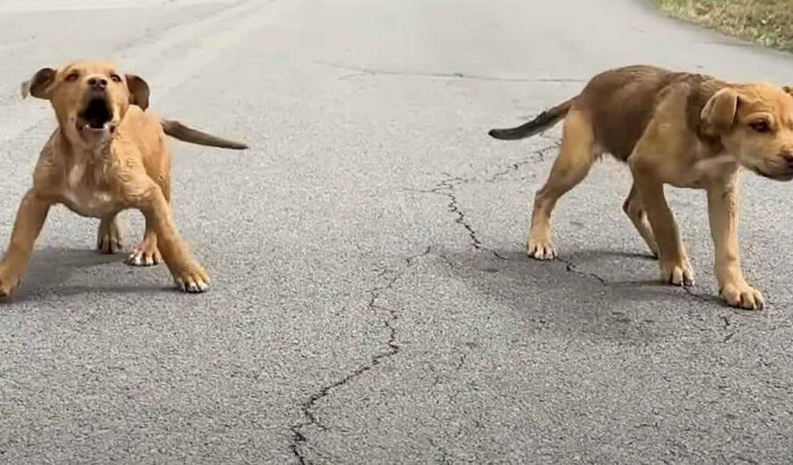 Woman Rescues Two Feral Puppies While Driving Home, Returns For Their Blind Mom