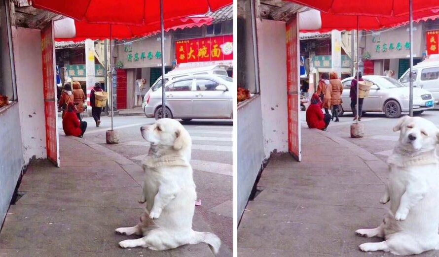 Short-Legged Dog Melts Hearts As It Patiently Waits For Free Fried Chicken From Stall