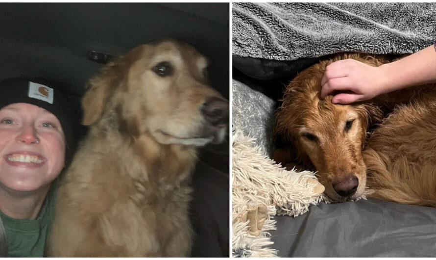 ‘Best day of my life’: woman reunites with golden retriever who was lost during car crash