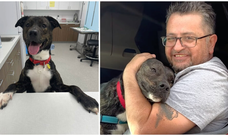 Dog rescued from euthanasia gets adopted after 372 days in shelter