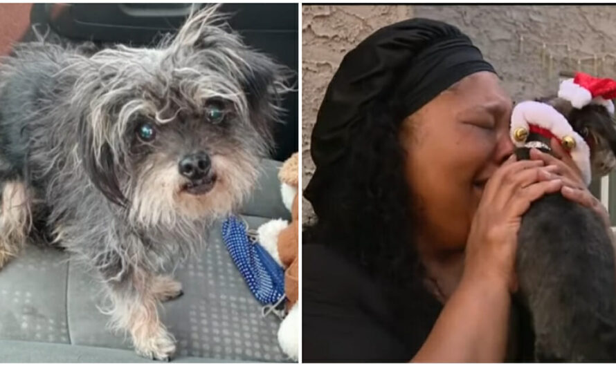 Woman tearfully reunites with her long-lost dog, found in the desert after two years