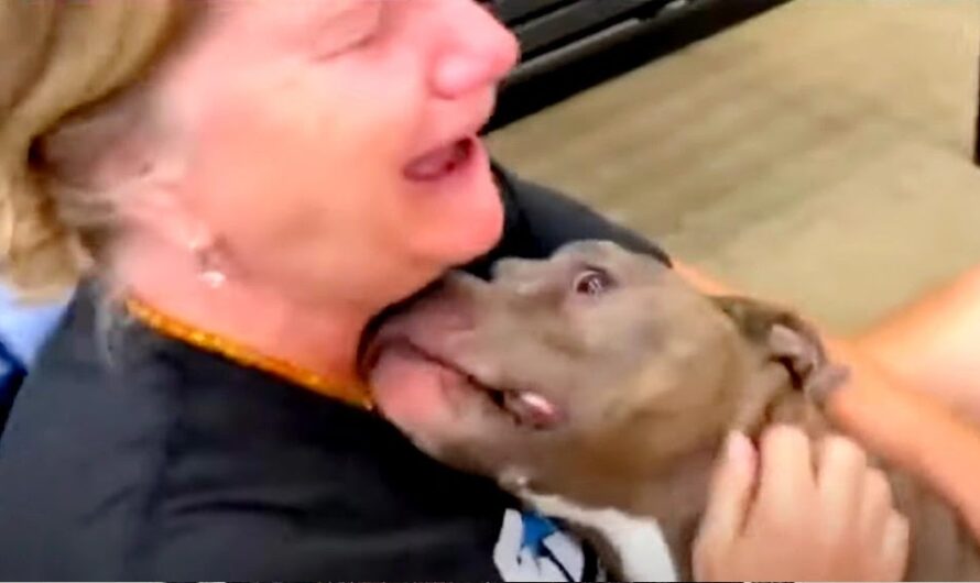 Eight Years After Losing Her Dog This Woman Tearsfully Reunites With Him