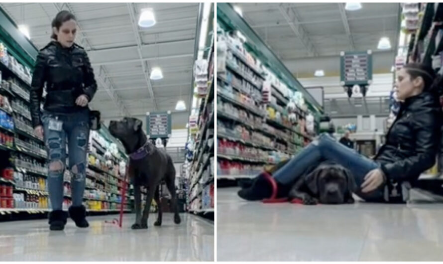 Service dog saves the day after owner has seizure in grocery store