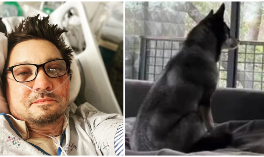 Jeremy Renner shares photo of loyal ‘protector’ dog by his side after accident