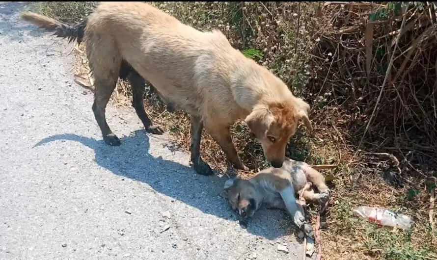 Heartbreaking: Abandoned Mother Dog and Puppies Desperately Waiting for Rescue Beside the Road