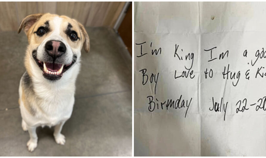 Dog named King found abandoned at Burger King with note attached: ‘I’m a good boy’