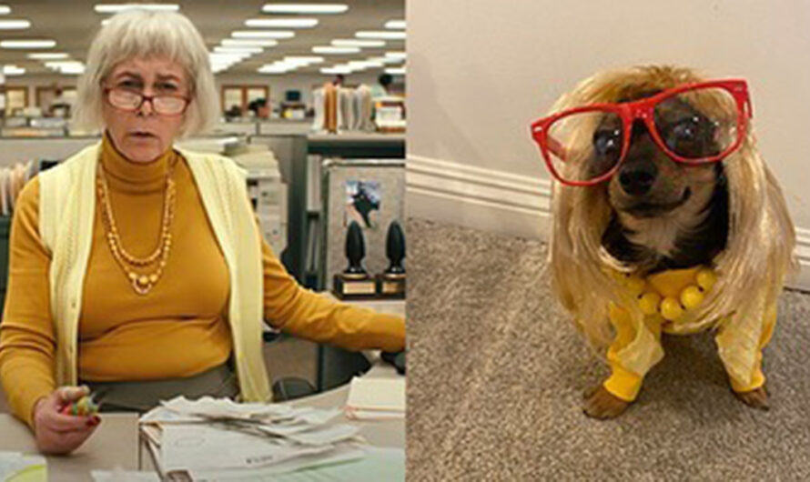 Rescue dogs pay tribute to Jamie Lee Curtis by dressing up as her famous characters