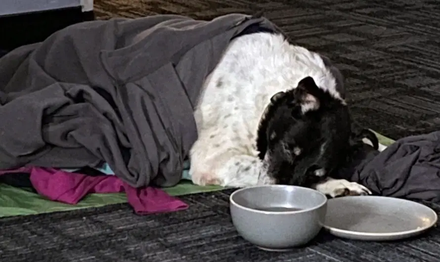 Elderly dog ‘almost frozen to death’ in ditch rescued by deputy, reunites with owner