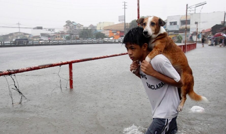 Despite the sun and rain, the boy carried the dog for hundreds of kilometers due to homelessness.