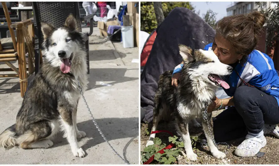 Husky dog found alive under rubble 22 days after Turkey earthquake