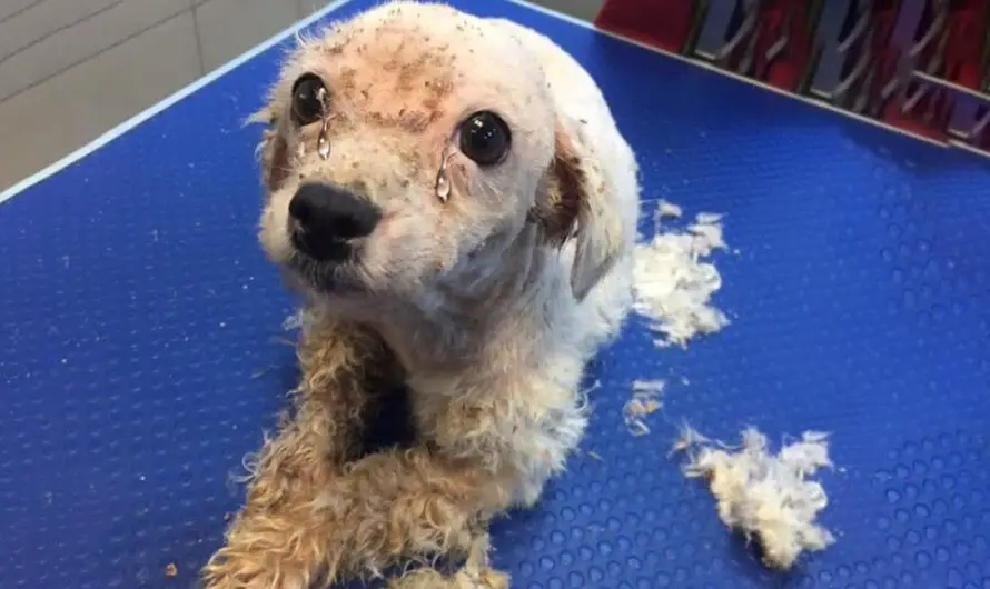 Video: He was neglected long time in the backyard by his heartless owner!