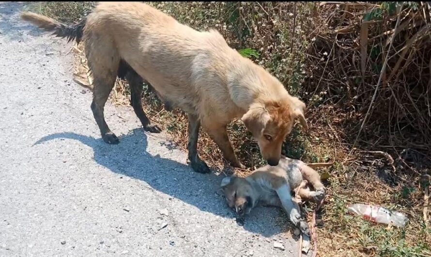 Heartbreaking: Abandoned Mother Dog and Puppies Desperately Waiting for Rescue Beside the Road.